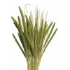 SPRAY MILLET 28" Light Green- OUT OF STOCK